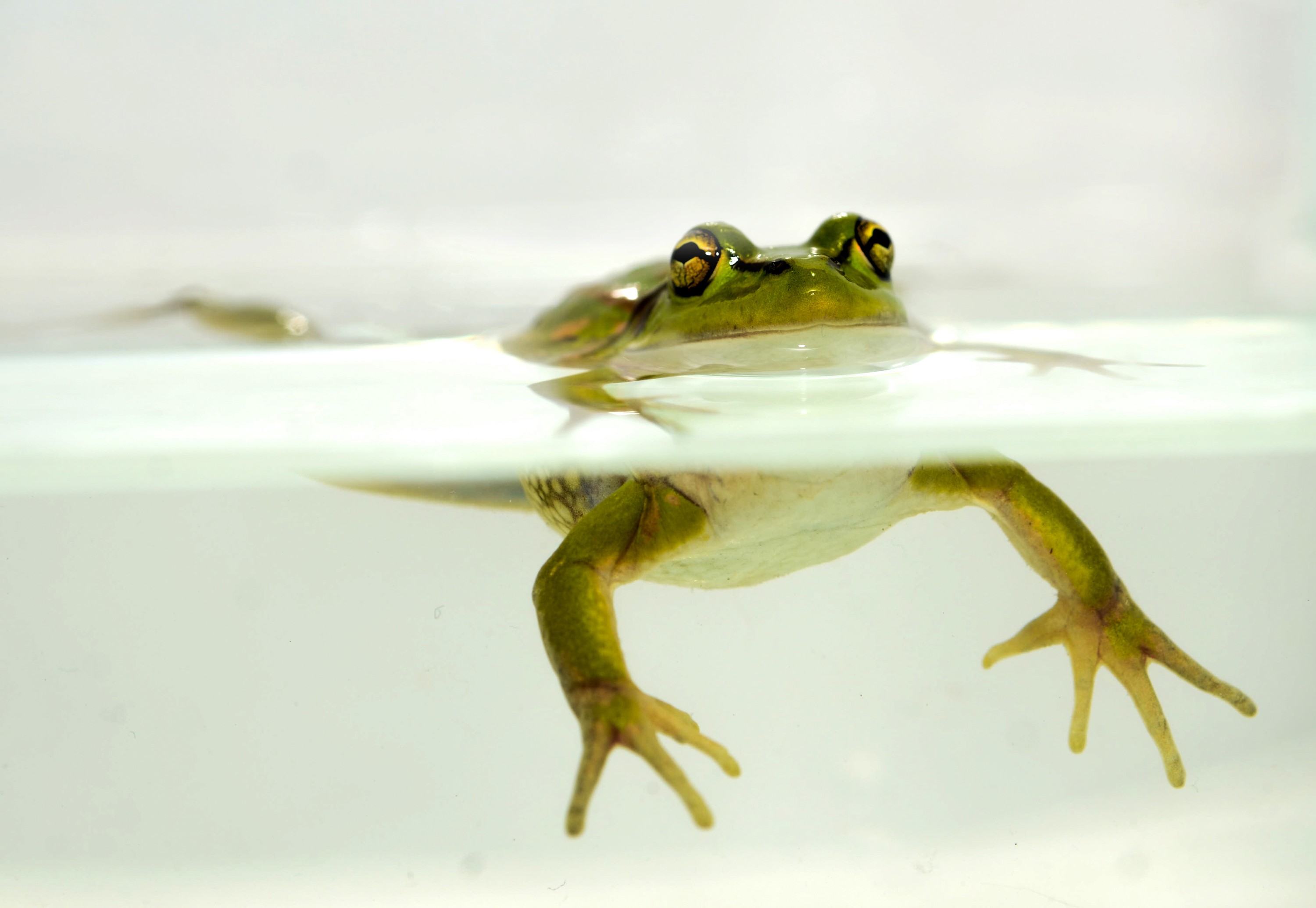 DSC_7057 – Green, Bell, Frog, Litoria, aurea, introduced, new zealand, nz, new, zealand, crispin